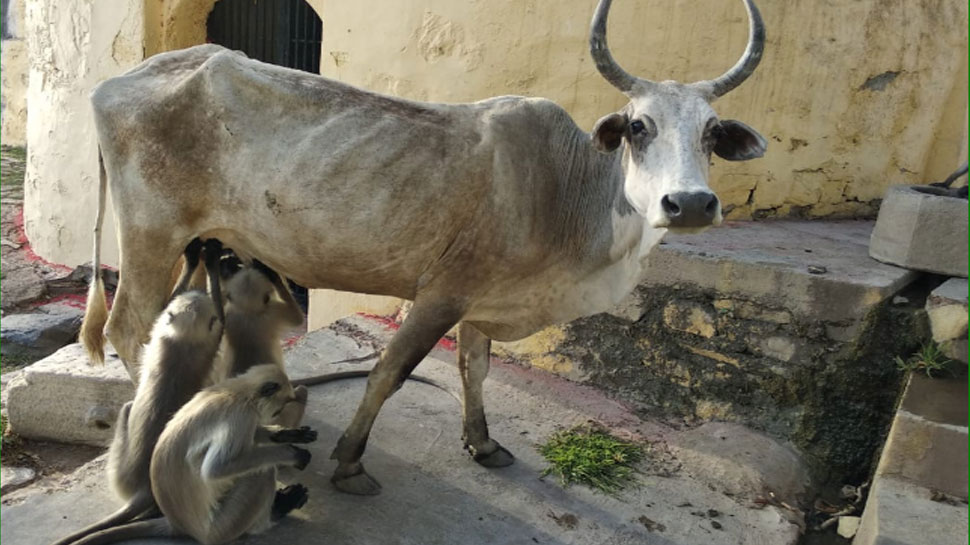 लंबे समय से मंदिर में रह रही है यह गाय rajasthan, sirohi