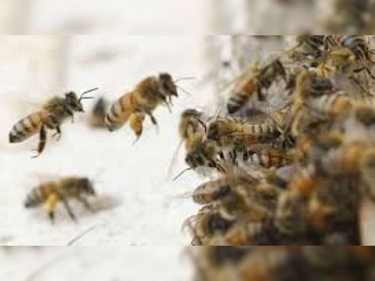 नोएडा: मधुमक्खियों के डंक ने मचाया कहर, 1 बच्चे की मौत, दूसरे की हालत नाजुक