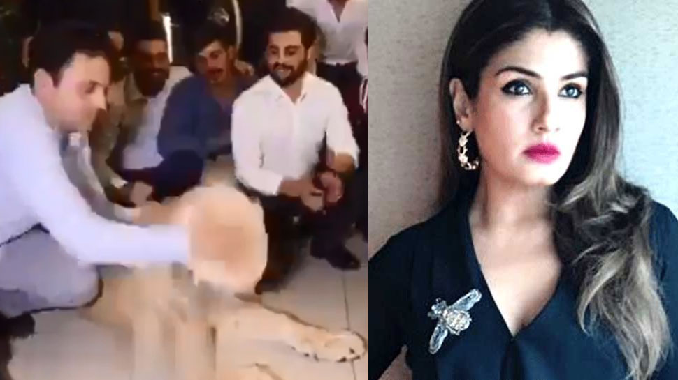 शेर के मुंह पर केक लगाने वाले VIDEO पर भड़कीं बॉलीवुड एक्ट्रेस, कहा- 'नर्क में सड़ोगे' शेर के मुंह पर केक लगाने वाले VIDEO पर भड़कीं बॉलीवुड एक्ट्रेस, कहा- 'नर्क में सड़ोगे'