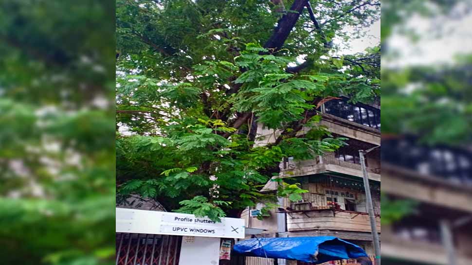 मुंबई के मालाड इलाके में पेड़ की शाखा गिरने से एक व्यक्ति की मौत