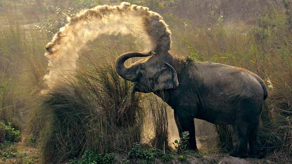 जिम कॉर्बेट पार्क में बढ़ी हाथियों के मौत की संख्या, सामने आई चौंकाने वाली वजह