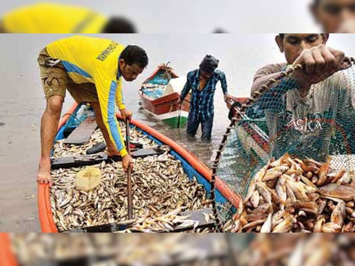 चर्चिल अलेमाओ ने कहा गोवा के लोगों को मछली खाना छोड़ देना चाहिए. (फाइल फोटो)