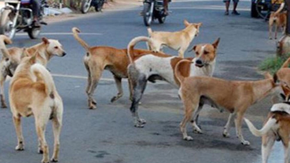 मनुष्यों से बेहतर संवाद के लिए कुत्तों ने सीखा भौंहें मटकाना: अध्ययन
