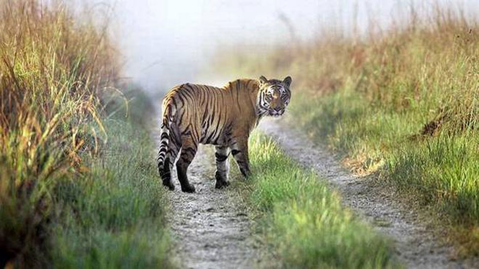 कॉर्बेट बाघ अभयारण्य में अब नहीं मिलेगी ‘वीआईपी सिफारिश की सुविधा’