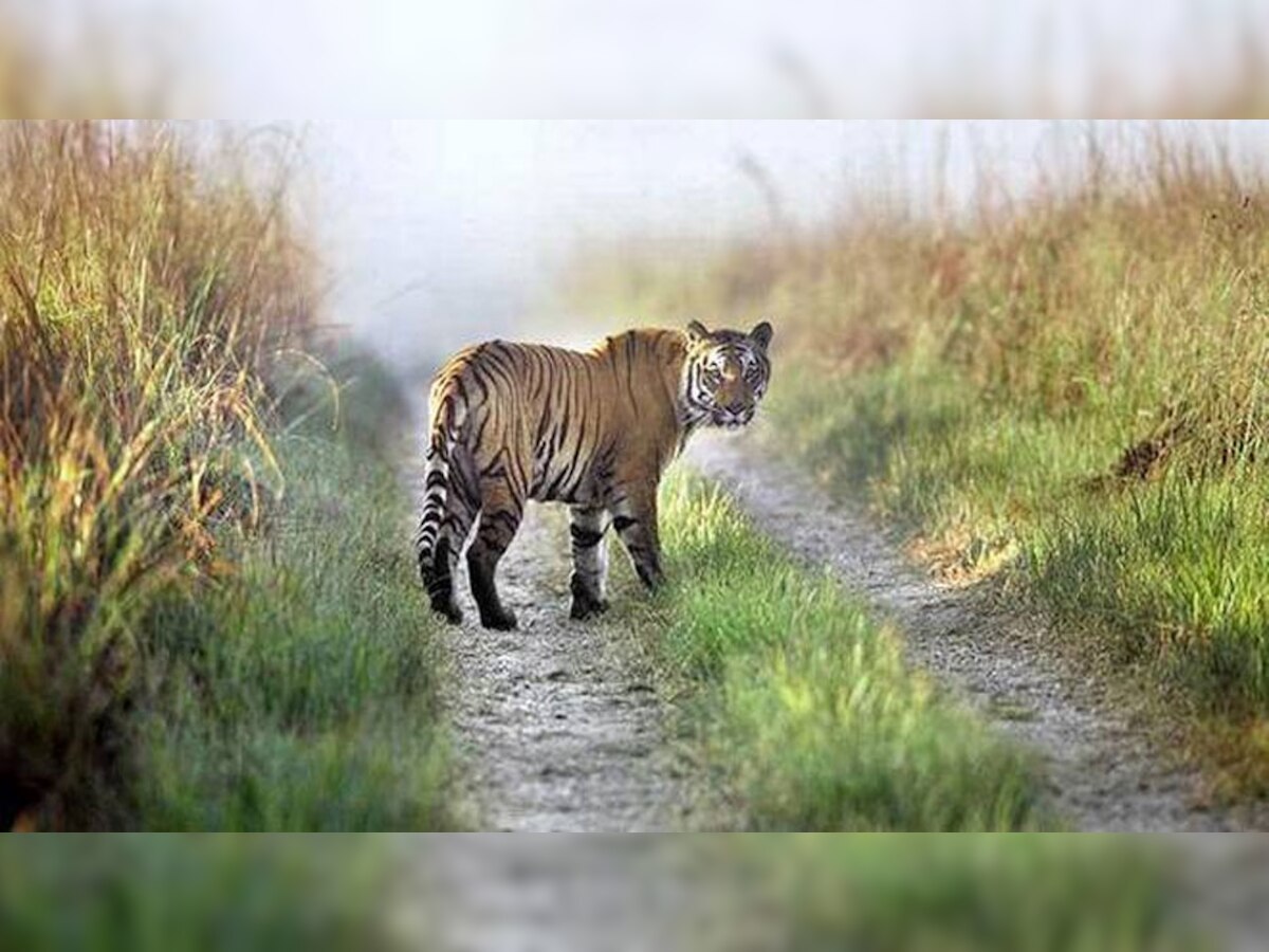 (प्रतीकात्मक फोटो)