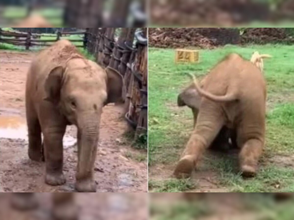छोटा हाथी का वीडिया वायरल. (Screen Grab)