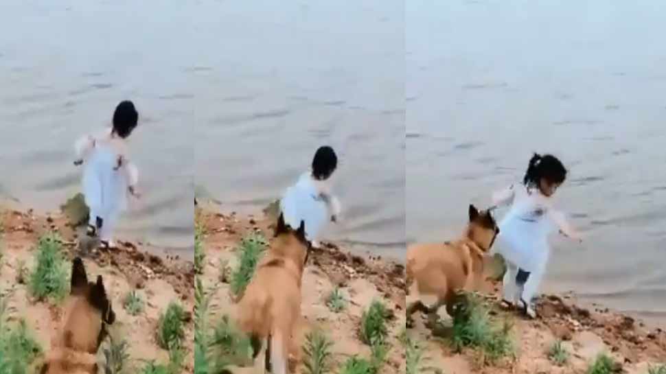 VIDEO: डॉग ने अपनी समझदारी से नदी की ओर जा रही बच्ची की बचाई जान, हो रही जमकर तारीफ VIDEO: डॉग ने अपनी समझदारी से नदी की ओर जा रही बच्ची की बचाई जान, हो रही जमकर तारीफ