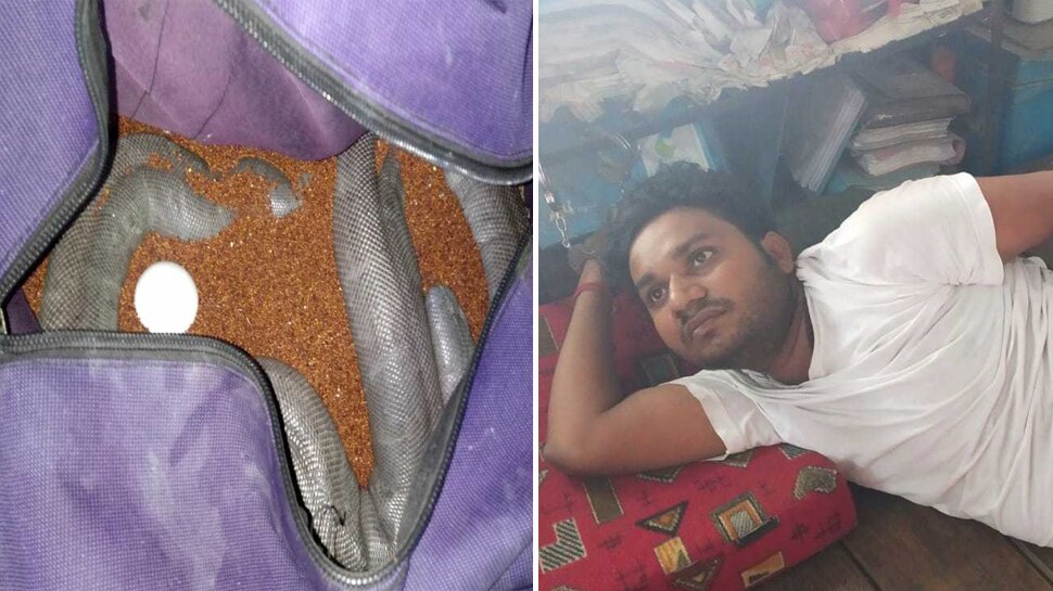 झारखंड : बोकारो के होटल से तस्कर गिरफ्तार, बैग में भरे थे जहरीले सांप