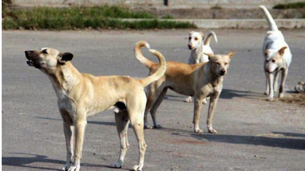 तेलंगाना: नगर निगम के कर्मियों ने 22 कुत्तों को मारा, स्थानीय लोगों ने किया था विरोध