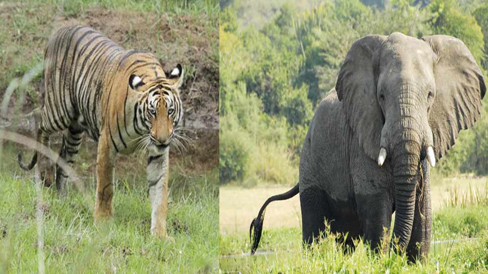 कॉर्बेट नेशनल पार्क में हाथियों को मार रहे हैं बाघ, केंद्र ने मांगी मामले की रिपोर्ट