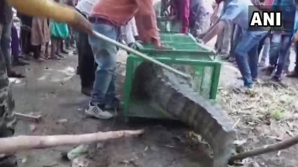 गुजरात में मंदिर में घुसा मगरमच्छ, ग्रामीणों ने वन विभाग के बचाव अभियान का किया विरोध