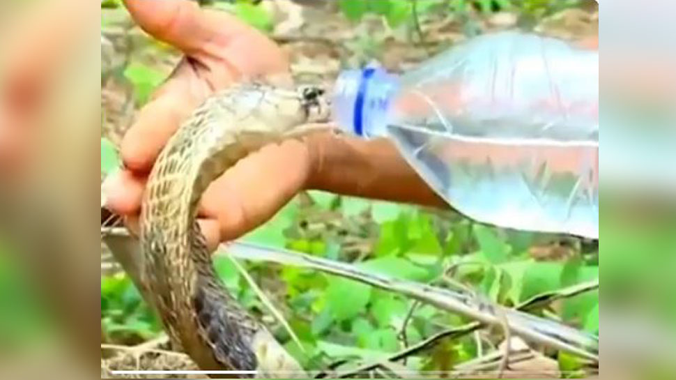 VIRAL VIDEO: ..जब फॉरेस्‍ट ऑफिसर ने कोबरा के फन को दिया हाथ का सहारा और पिलाने लगा पानी