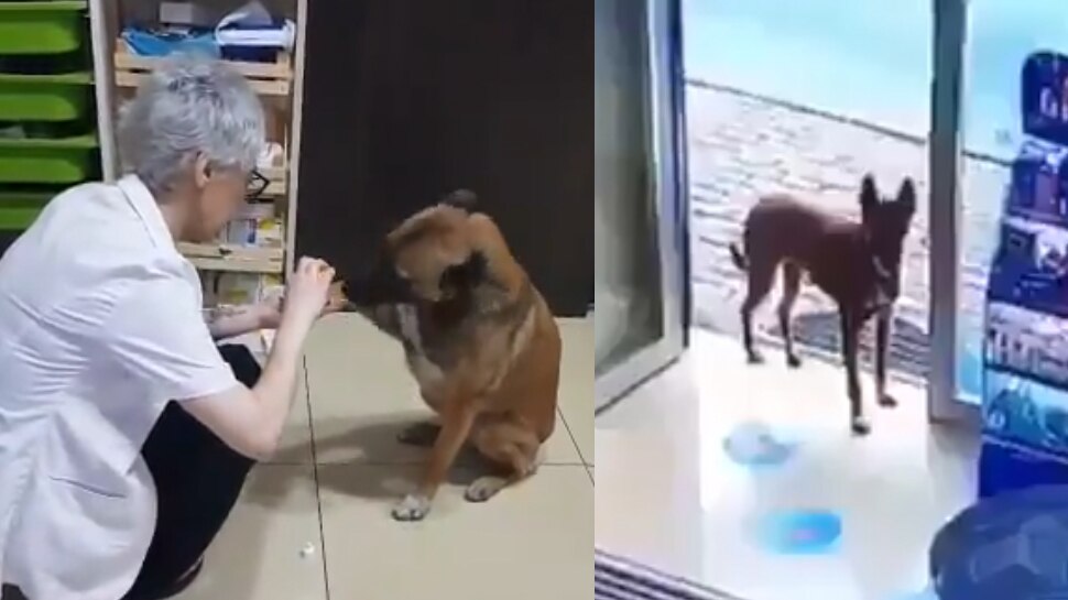 चोट लगने पर इलाज कराने अस्पताल पहुंचा कुत्ता, सोशल मीडिया पर Viral हुआ दिल छू लेने वाला Video