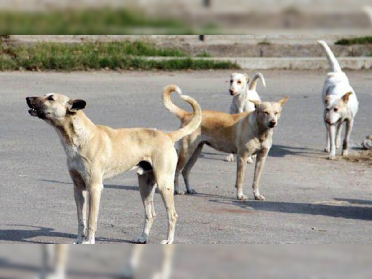 सहारनपुर में आदमखोर कुत्‍तों का आतंक. फाइल फोटो