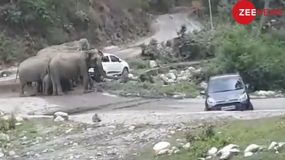 VIDEO: सड़क पर खड़ी थीं पर्यटकों की कारें, आनंद ले रहे थे लोग, तभी जंगल से निकल आए हाथी और...