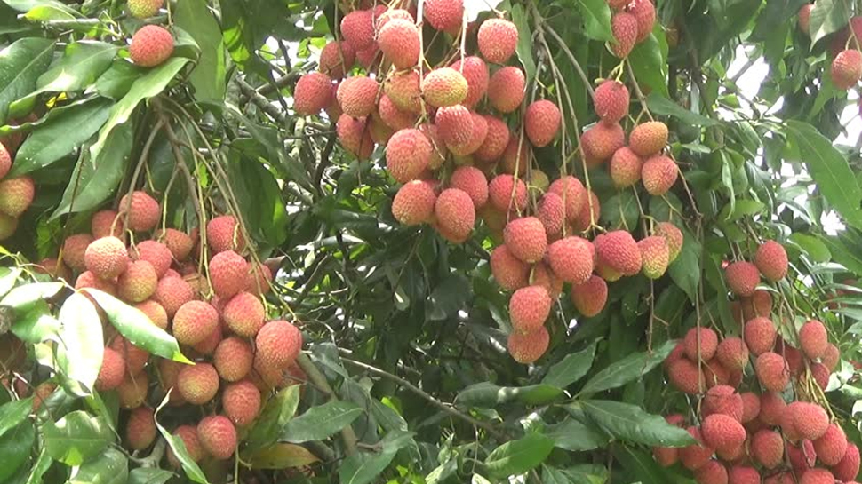 लीची पर अफवाह से केंद्र सरकार सतर्क, काम पर जुटे लीची वैज्ञानिक लीची पर अफवाह से केंद्र सरकार सतर्क, काम पर जुटे लीची वैज्ञानिक