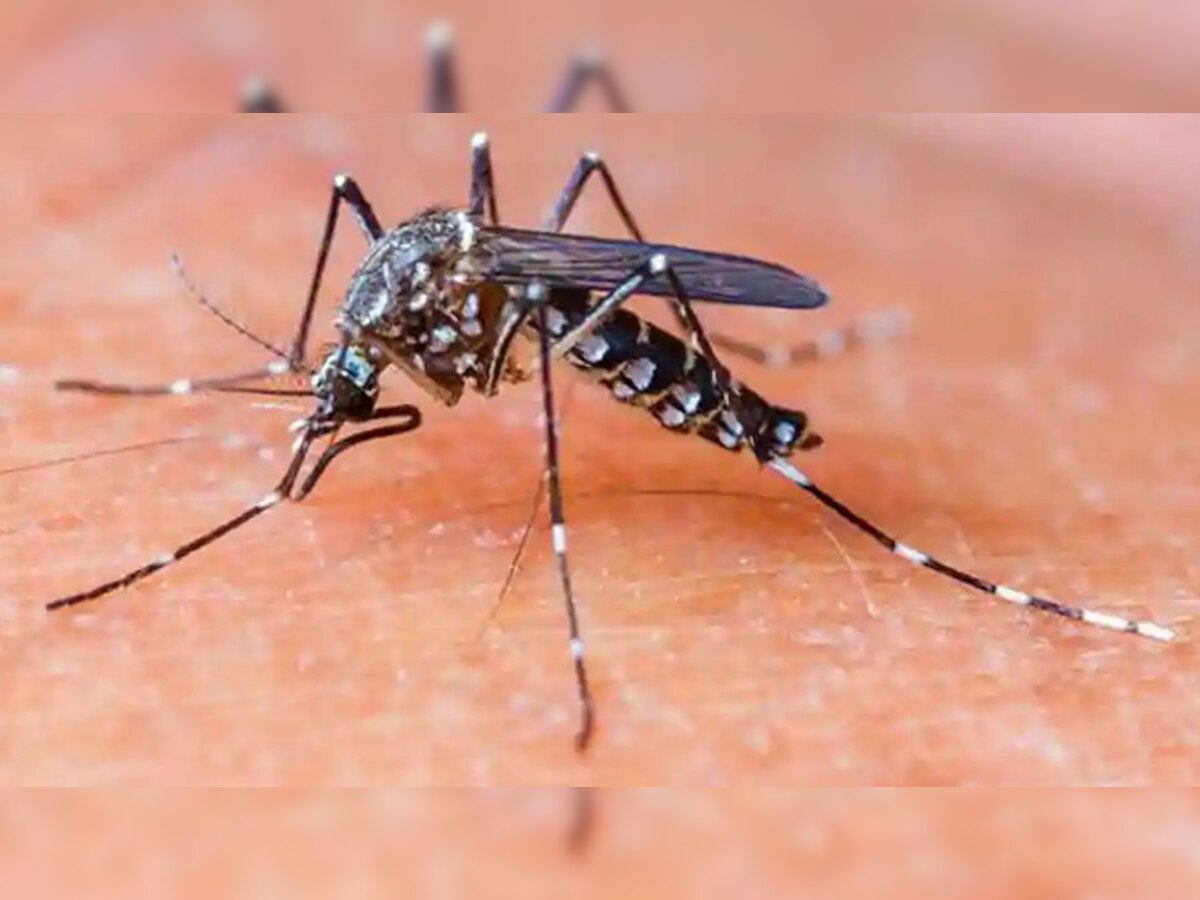 भिलाई में संदिग्ध डेंगू पॉजिटिव 4 मरीज पाए गए हैं