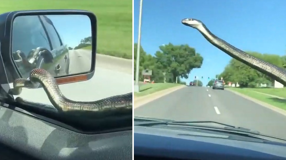 जब चलती कार पर अचानक आ टपका जहरीला सांप, यह Viral Video देख थम जाएंगी आपकी भी सांसें