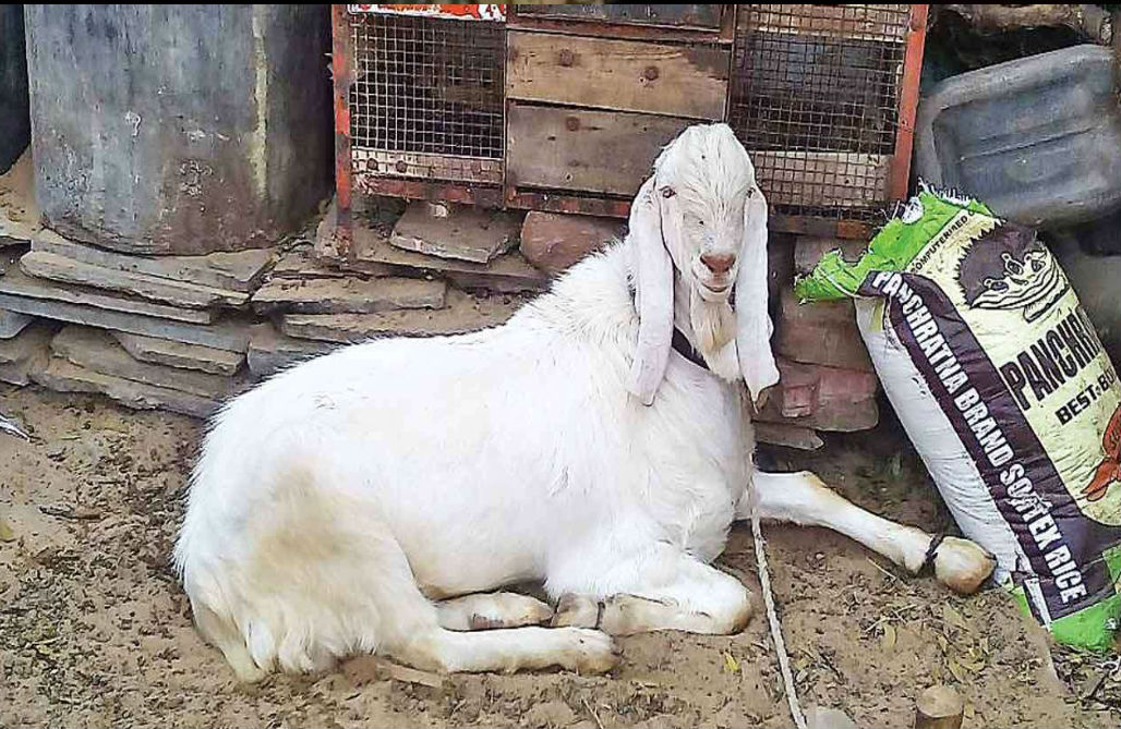 पटना: बकरी का तोड़ा पैर तो मालिक ने किया एफआईआर, की कार्रवाई की मांग 