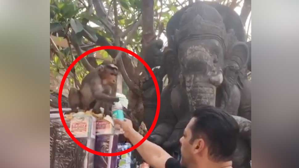 इस बंदर को छेड़ रहे थे सलमान खान, फिर जो हुआ- VIDEO देख हंसी नहीं रोक पाएंगे इस बंदर को छेड़ रहे थे सलमान खान, फिर जो हुआ- VIDEO देख हंसी नहीं रोक पाएंगे