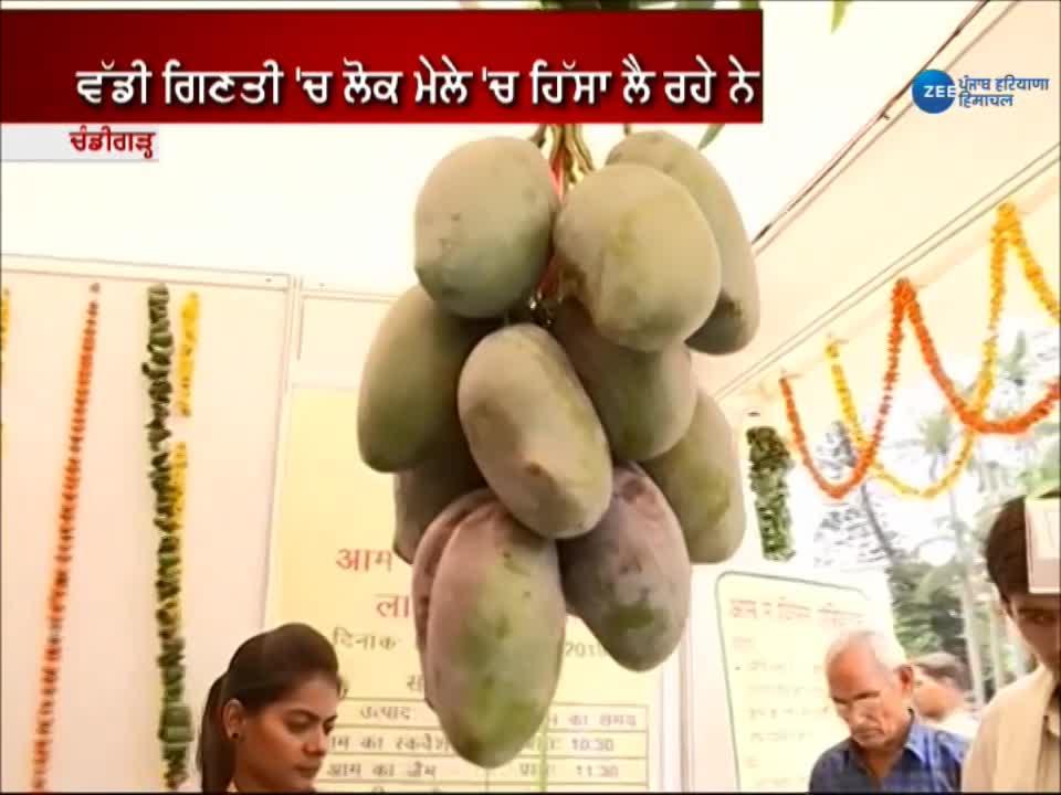 Mango Festival has been organised in Chandigarh ਚੰਡੀਗੜ੍ਹ ਦੇ ਪਿੰਜੌਰ