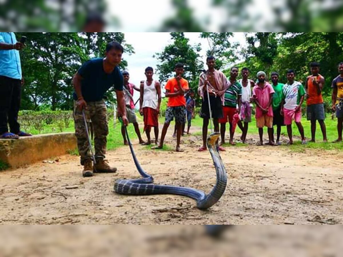 दक्षिण भारत के जंगलों में किंग कोबरा बहुतायत में पाया जाता है. (फोटो साभार:ANI)