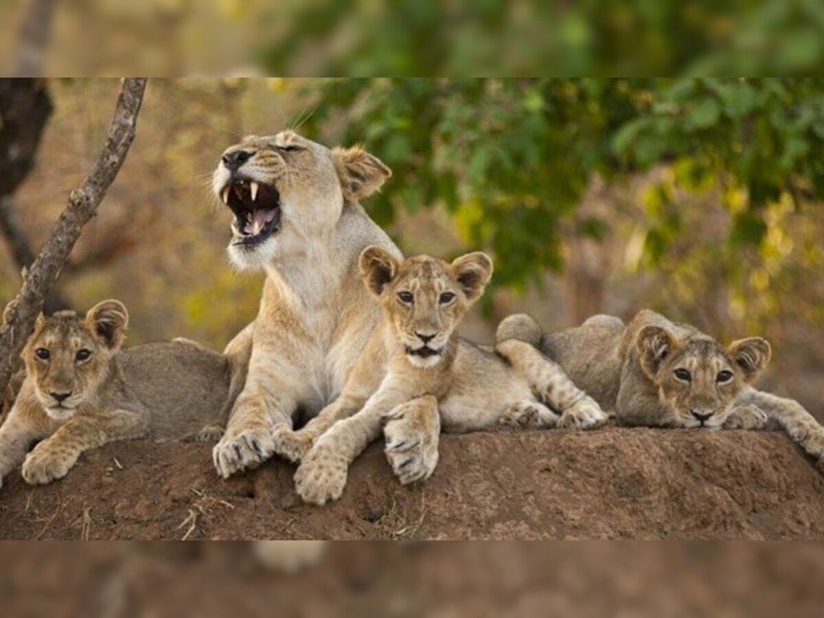 VIDEO: गिर में 7 शावकों के साथ देखी गईं दो शेरनी