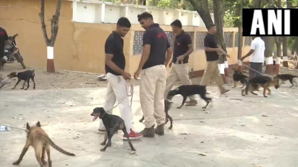 मध्य प्रदेश में प्रशासनिक कर्मचारियों के बाद शुरू हुआ कुत्तों का तबादला, BJP बोली 'हाय रे बेदर्दी'