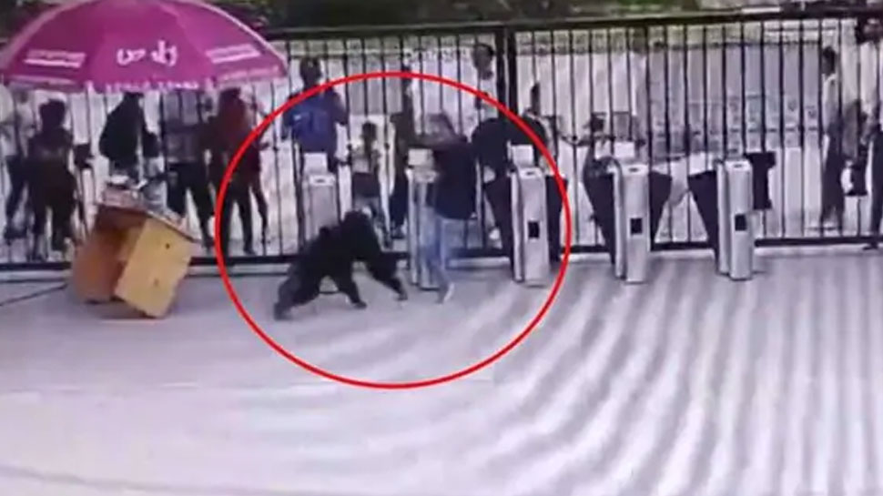 चिड़ियाघर से भाग रहा था चिंपैंजी, सामने आए लोग तो किया ये काम, देखिए VIDEO