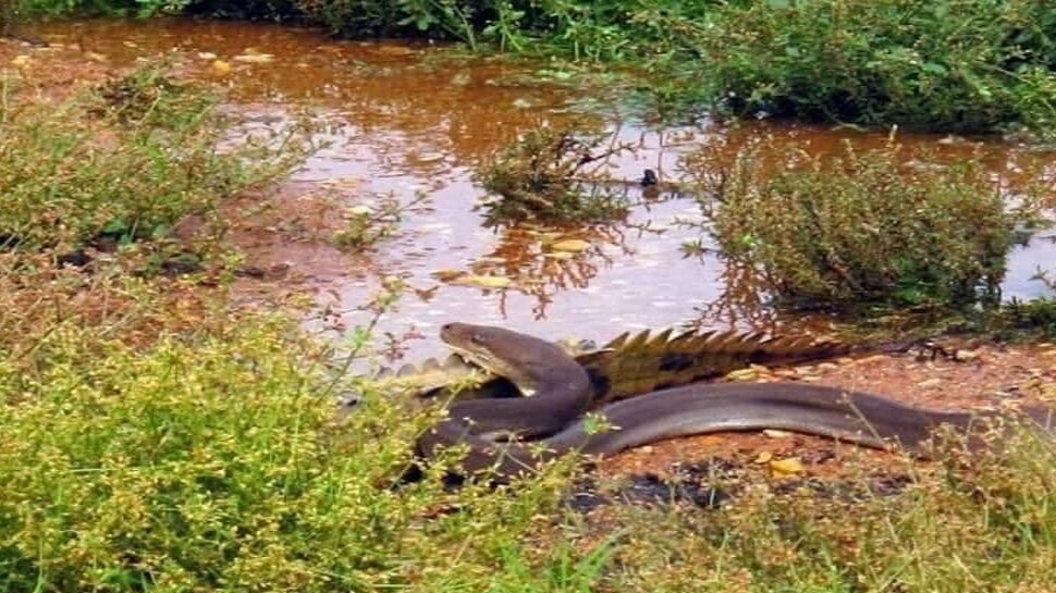 मगरमच्छ को जिंदा निगल गया अजगर Python swallowed crocodile alive