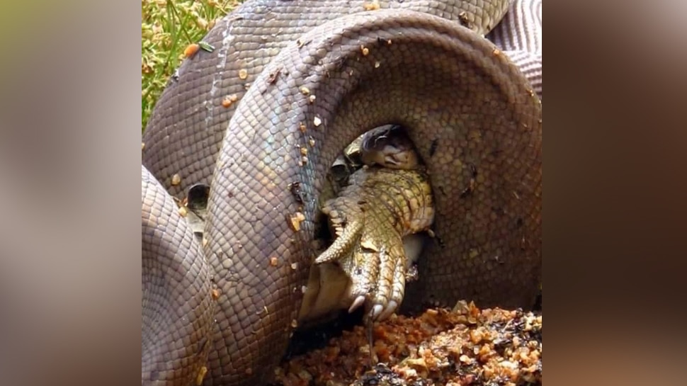 जीजी वाइल्ड लाइफ रेस्क्यू ने शेयर की हैं तस्वीरें GG Wild Life Rescu shares photos