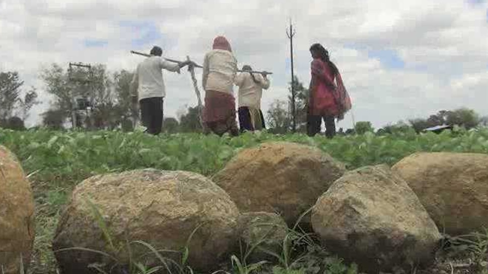 बाबूराव की बेटियां अपने पिता के साथ खेतों में हल चलाती हैं Baburao's daughters solve the fields with their father