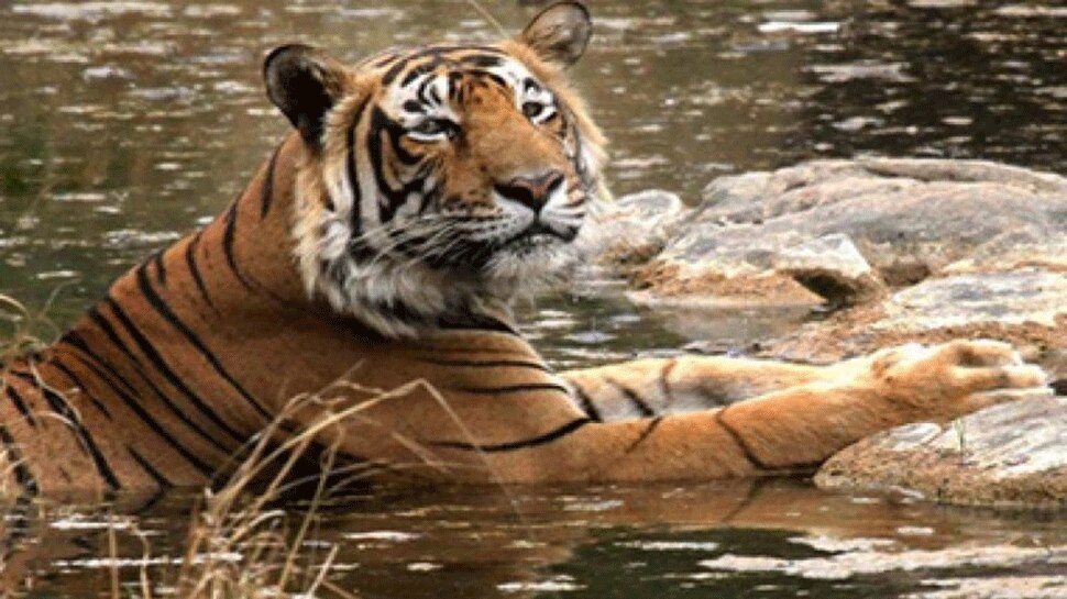 MP: इस साल बाघों की संख्या में बढ़ोतरी की संभावना, आंकड़ा 400 के हो सकता है पार