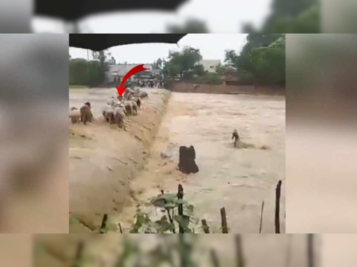 VIDEO: पुल पार कर रहा था गायों का झुंड, बाढ़ के पानी में एक-एक कर बह गईं कई गाय