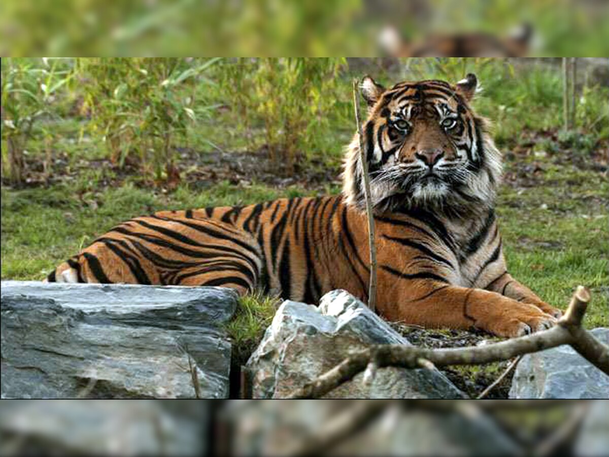 दुनिया में सबसे ज्यादा बाघ भारत में हैं. फाइल तस्वीर