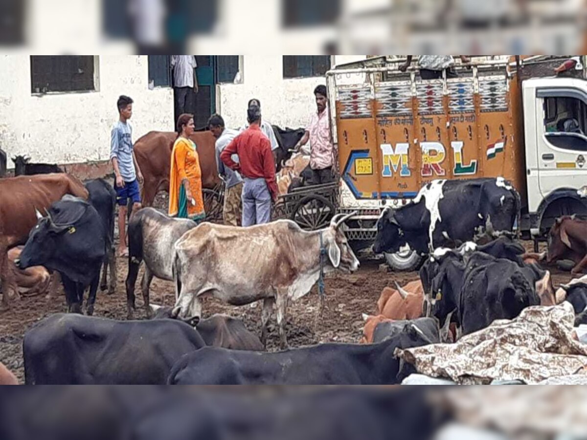 उत्तराखंड: गायों की देखभाल को लेकर मचा बवाल, जुलाई महीने में 107 गाय और पशुओं की मौत 