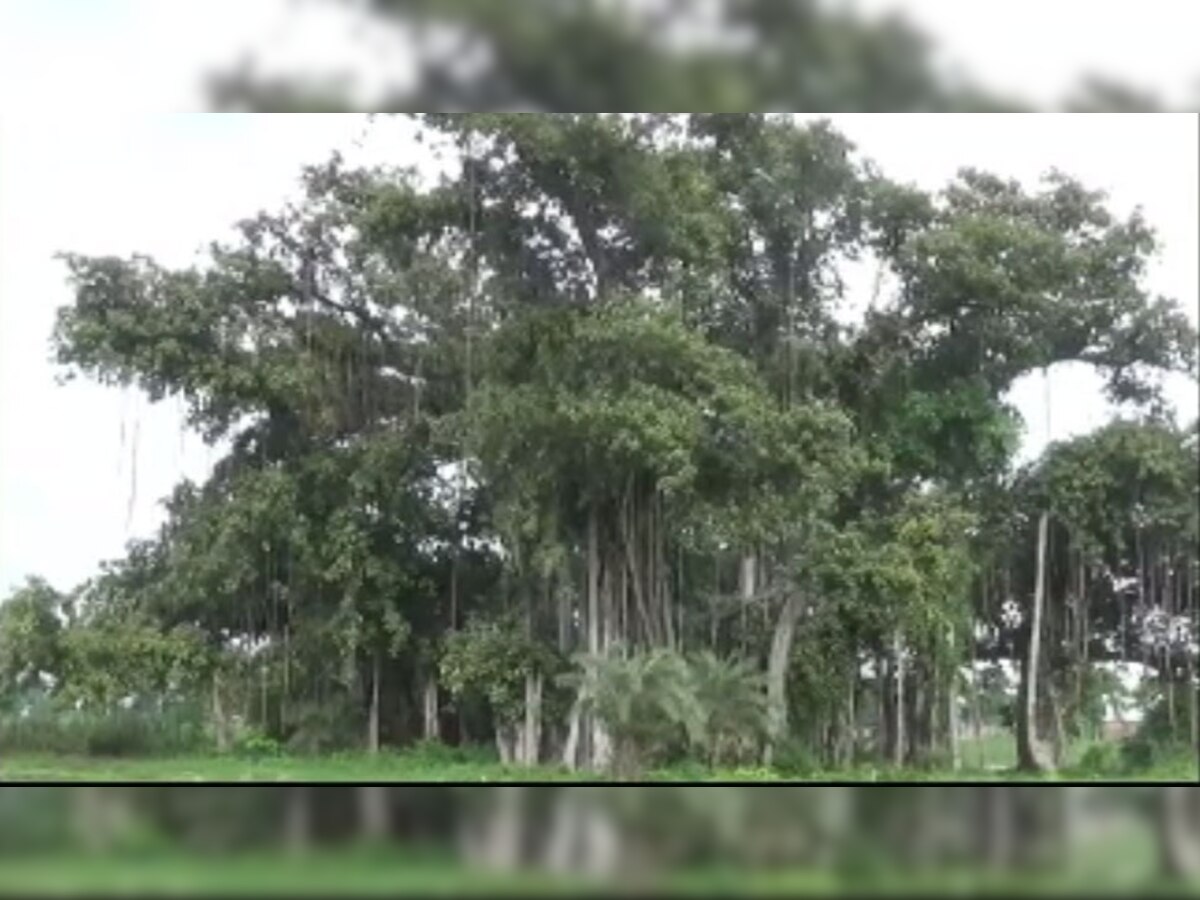 गोपालगंज में स्थित है 150 साल पुरानी वट वृक्ष .