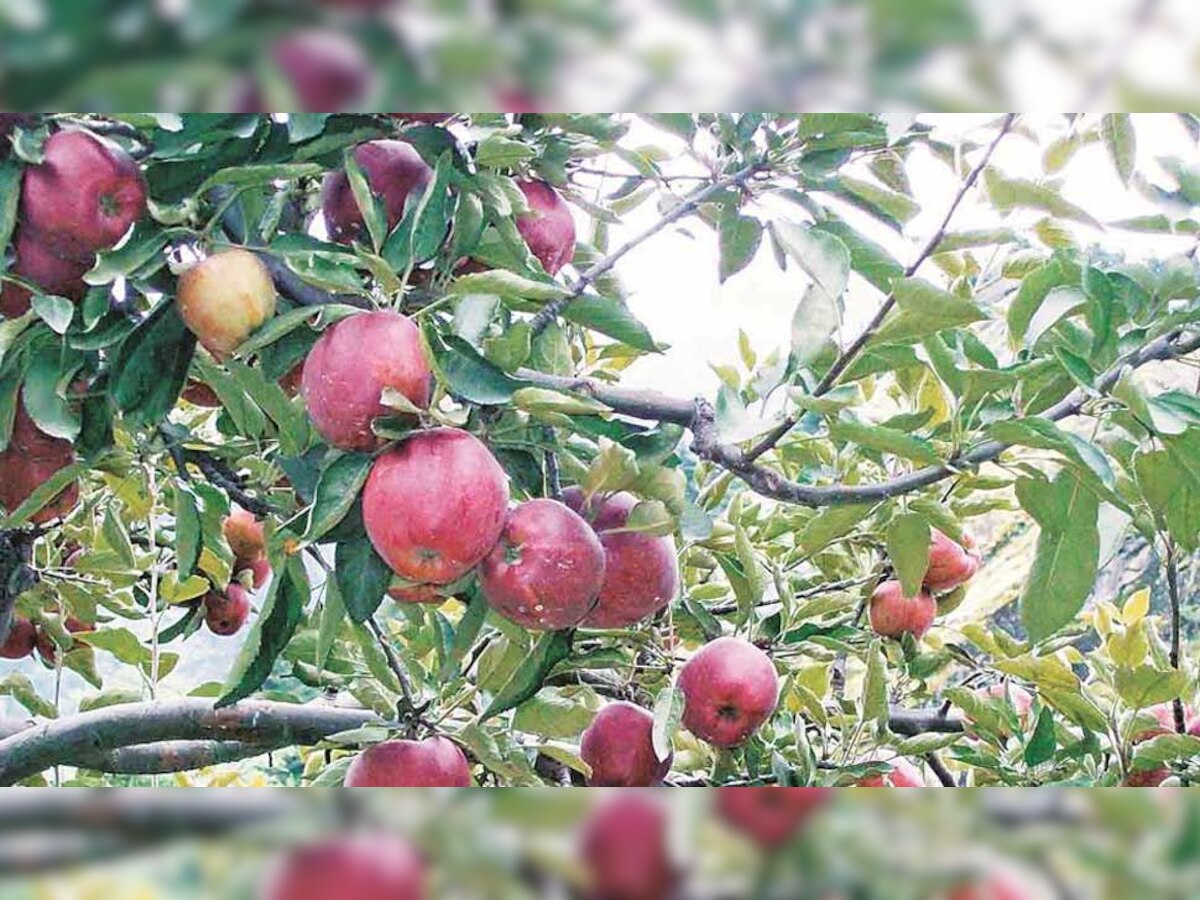 उत्तराखंड में सेब का रिकॉर्ड उत्पादन, लेकिन किसानों को नहीं मिल रही पेटियां
