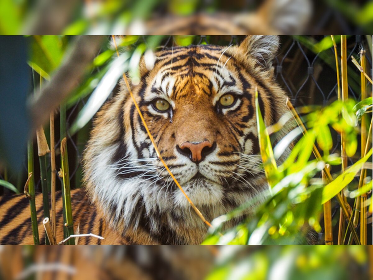  वन विभाग के अधिकारियों ने दावा किया कि पलामू टाइगर रिजर्व (पीटीआर) में तीन बाघ मौजूद हैं.(प्रतीकात्मक तस्वीर)