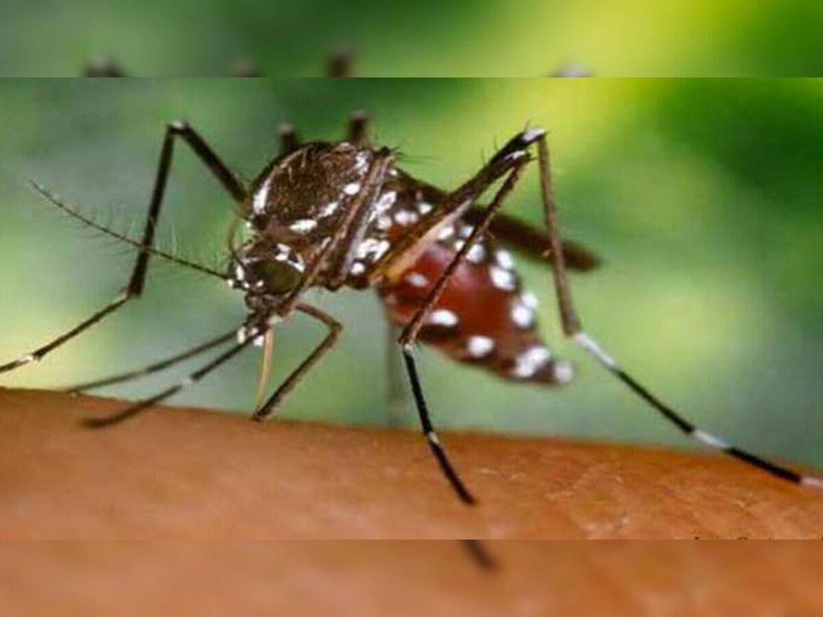 स्वास्थ्य विशेषज्ञों का कहना है कि डेंगू की शुरुआत ढाका से हुई.