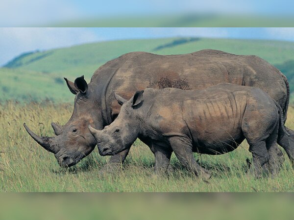 ऐप स्मार्टफोन, गैंडा की तस्वीर के जरिए उसके बारे में महत्वपूर्ण जानकारी देने में मदद करेगा. 