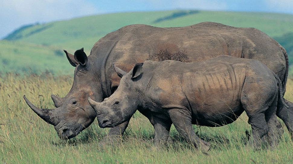 ऐप स्मार्टफोन, गैंडा की तस्वीर के जरिए उसके बारे में महत्वपूर्ण जानकारी देने में मदद करेगा. ऐप स्मार्टफोन, गैंडा की तस्वीर के जरिए उसके बारे में महत्वपूर्ण जानकारी देने में मदद करेगा.