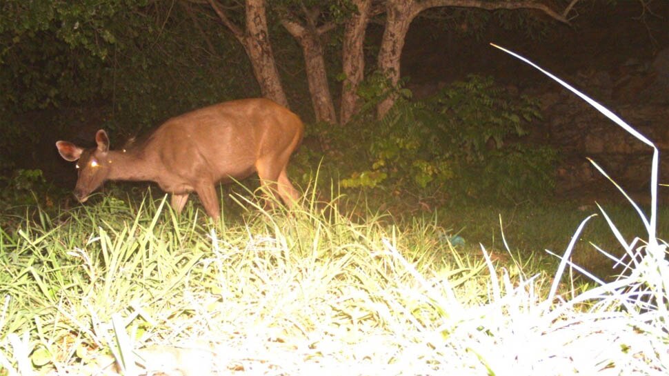 तेंदुआ और भालू जैसे जानवर दिखे leopard, bear and deer