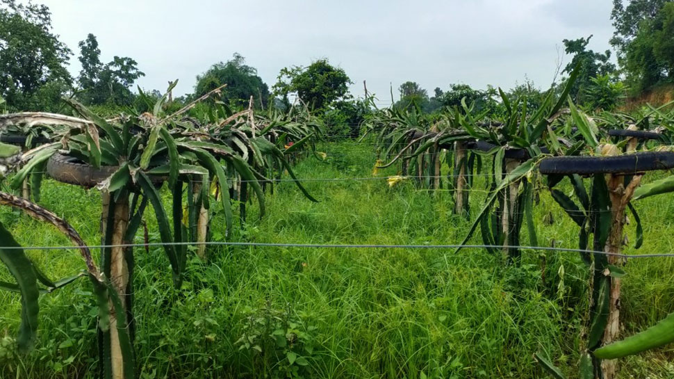 छत्तीसगढ़ में ड्रैगन फ्रूट की खेती Dragon fruit cultivation in Chhattisgarh