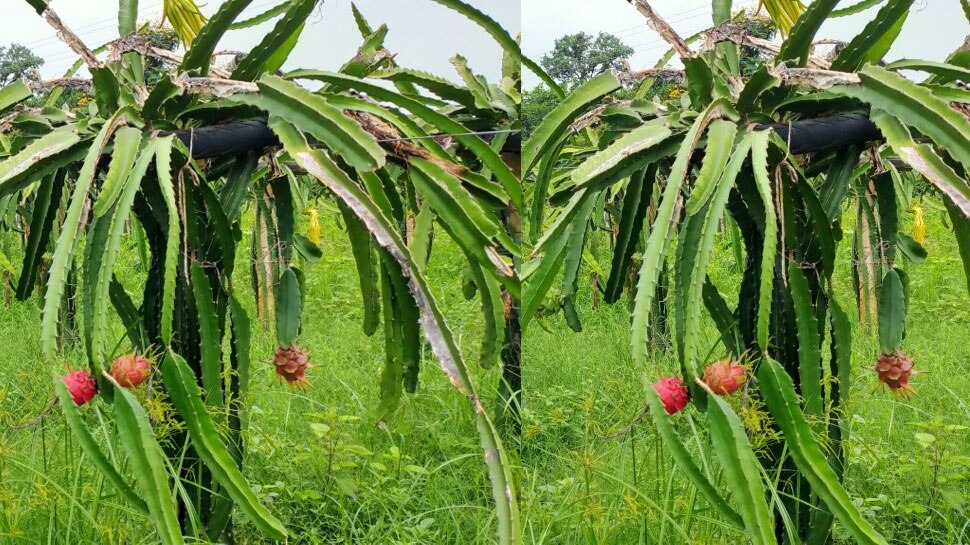 farmers-are-cultivating-dragon-fruit-in-pakhanjur-chhattisgarh