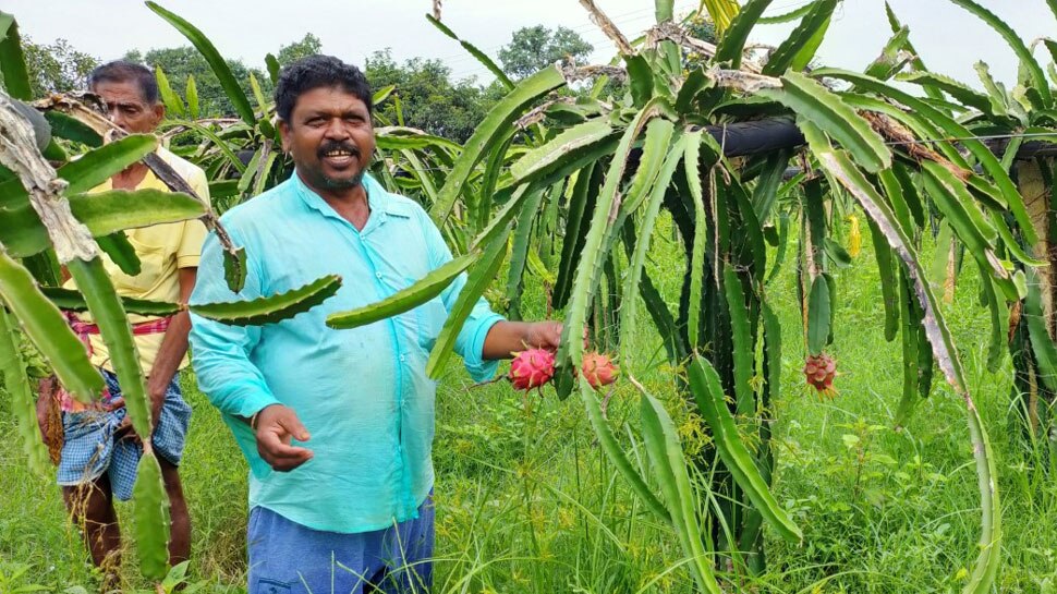 600-700 रुपये किलो में बिकता है फल Fruit sells for Rs 600-700 a kg