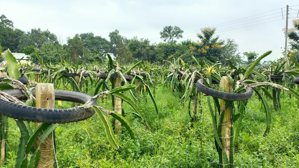 कैसे होती है खेती How is farming
