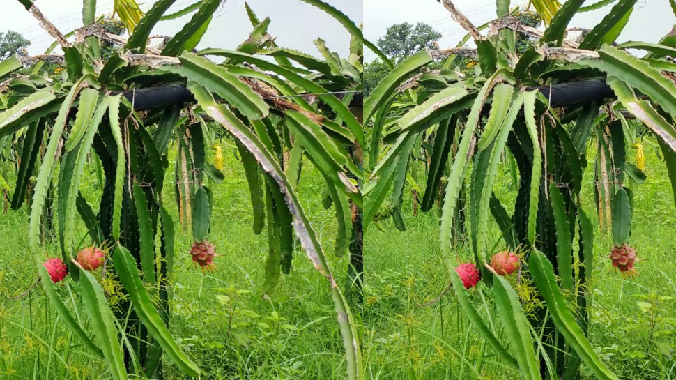 ऐसा दिखता है फल how fruits looks
