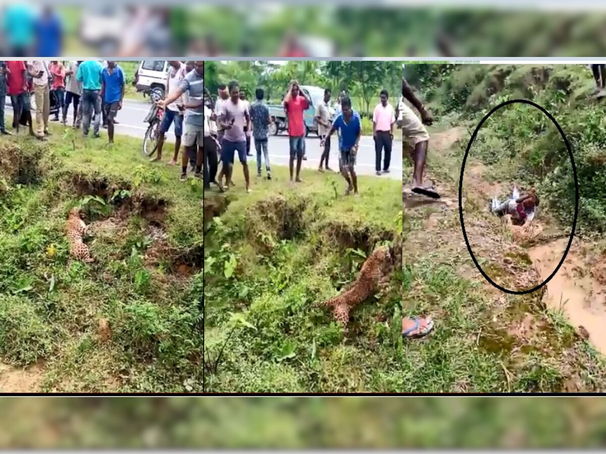 एक ही पल में तेंदुए को मरा हुआ से जिंदा देखते ही वहां पर मौजूद लोगों के रोंगटे खड़े हो जाते हैं. 