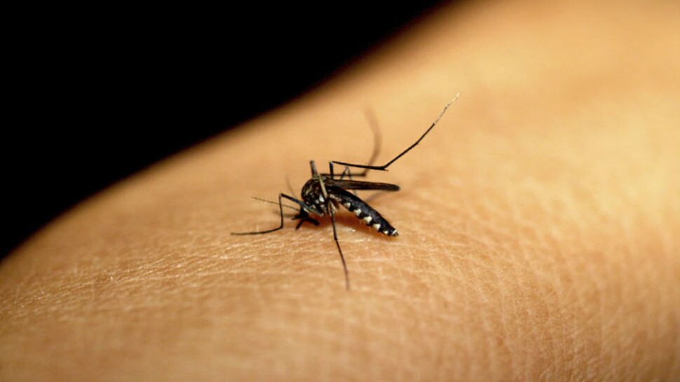 छत्तीसगढ़ः भिलाई में तेजी से फैल रहा है डेंगू, अब तक 7 मरीजों की हुई पुष्टी